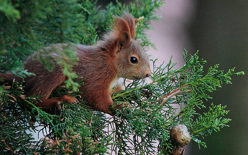 Squirrel, cute, veverita, green, cypress, animal, HD wallpaper