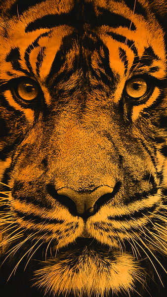 Tiger on a bright yellow background zeal Vector Image