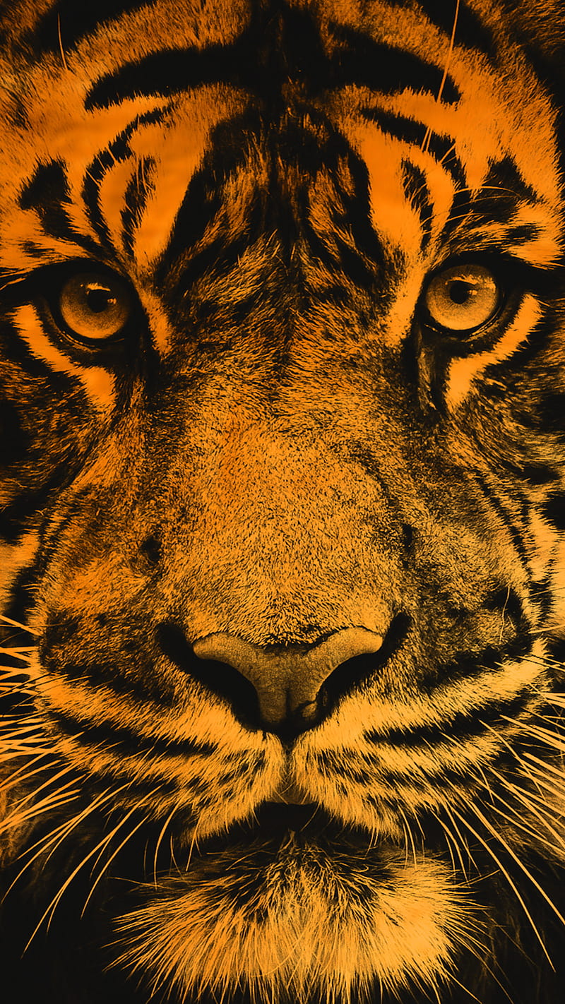 Tiger, animal, animals, big, cats, iphone, lion, tiger, yellow, HD phone  wallpaper | Peakpx