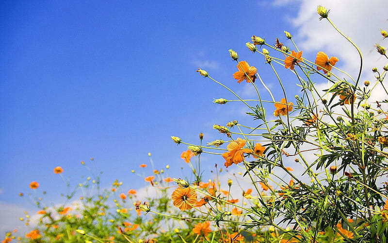 Orange Wild Flowers, orange, sky, clouds, leaves, daylight, green, wild