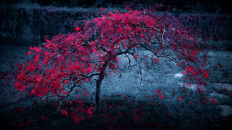 Red Leaves Tree , tree, leaves, nature, HD wallpaper