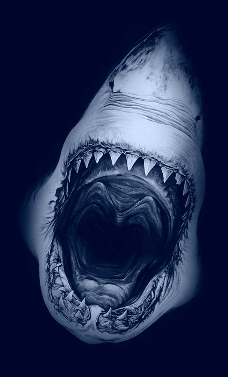 Shark, fish, sea, HD phone wallpaper