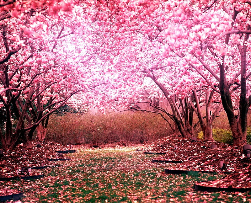 Cherry Blossom Landscape, sakura, tree, pink, cherry blossom, landscape, HD wallpaper