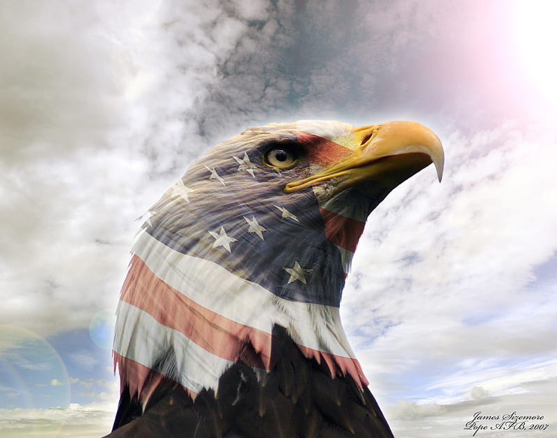 Eagle-U.S.A, eagle, bald, HD wallpaper