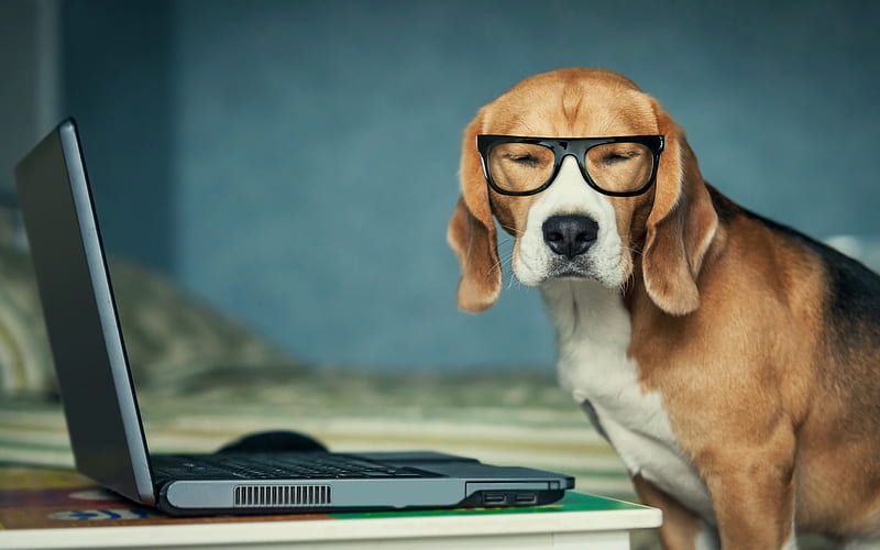 Beagle Funny, dog, animals, beagle, HD wallpaper