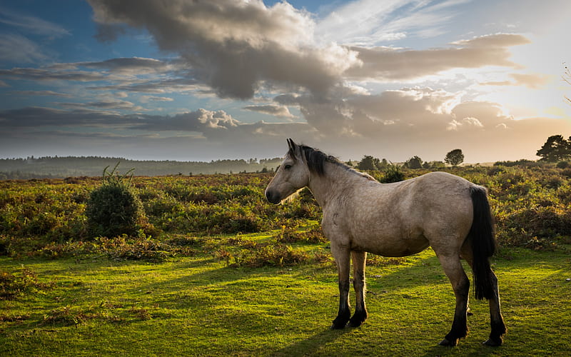 gray horse, sunset, evening, green field, horses, HD wallpaper