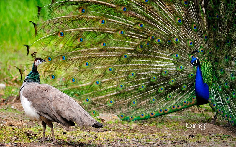 Female peahen observing a male peacock with his plumage out, out, Observing, plumage, his, male, peacock, Female, Peahen, a, with, HD wallpaper