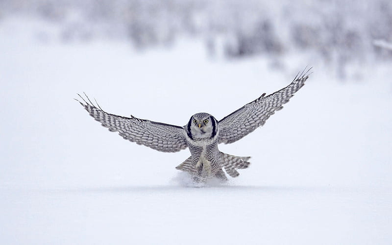 northern hawk finland-Animal, HD wallpaper