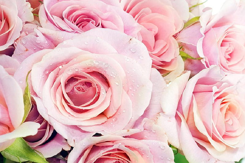 Roses, pretty, lovely, rose, bonito, soft, bud, buds, nice, plants, blossoms, flowers, nature, petals, blooms, delecate, HD wallpaper