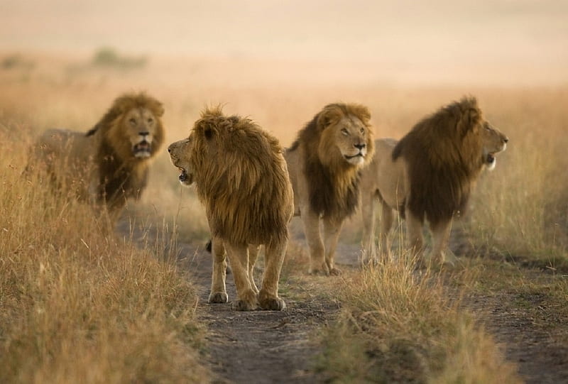 four lions