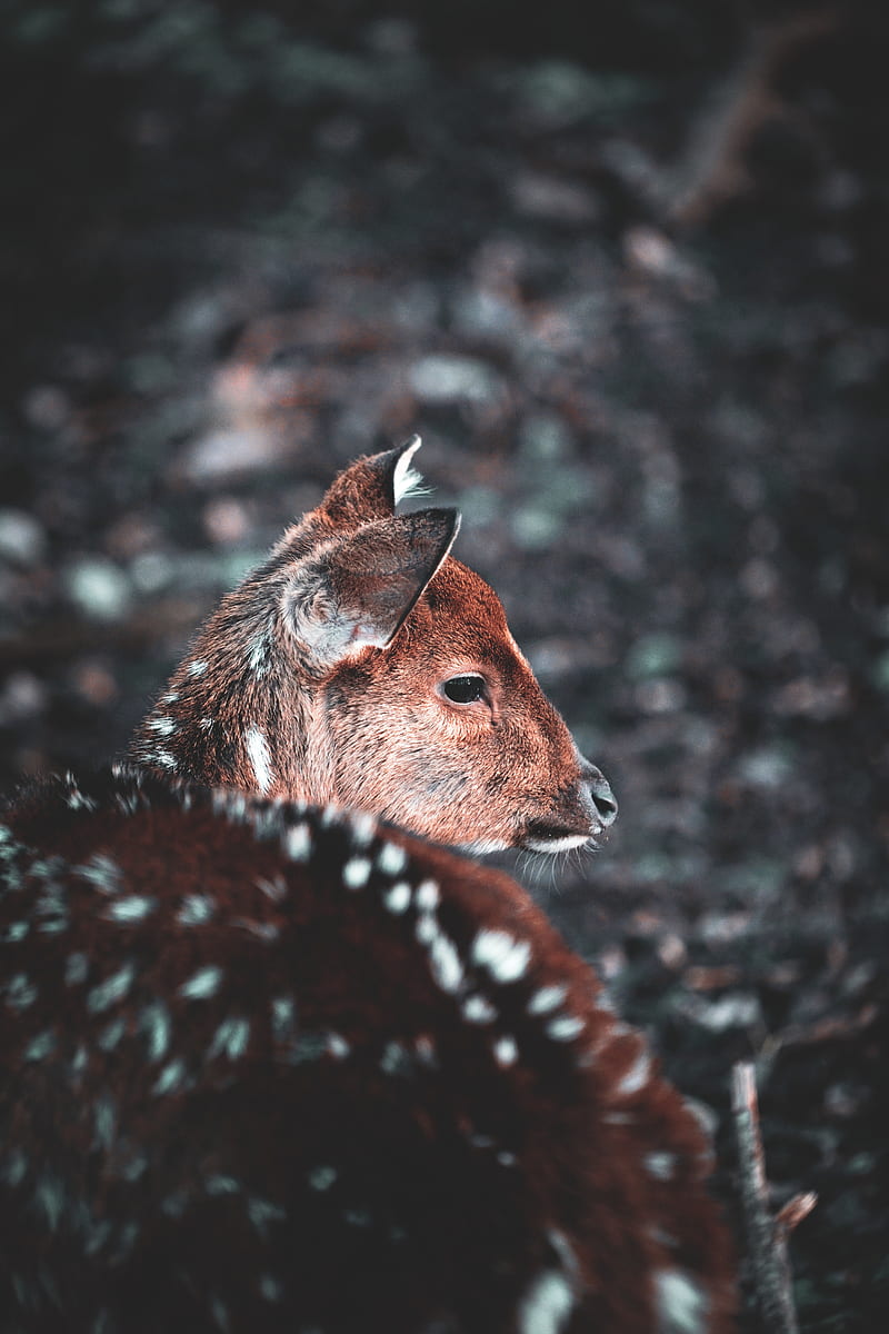 deer, muzzle, blur, wildlife, HD phone wallpaper