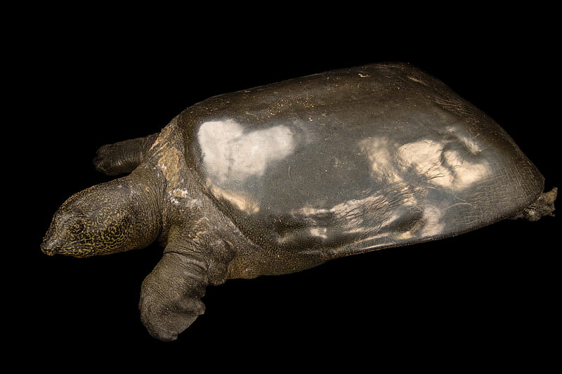 Rare Yangtze Giant Softshell Turtle, Swinhoes softshell turtle, Yangtse Giant Softshell Turtle, Red River giant softshell turtle, Rafetus swinhoei, speckled softshell turtle, Only 4 living individuals are known, Shanghai softshell turtle, Critically endangered, Turtle, HD wallpaper
