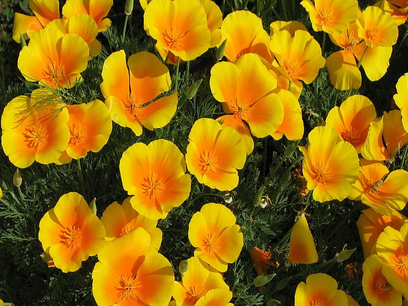 Yellow Orange Poppies, orange, poppies, yellow, leaves, green, bright, flowers, day, nature, petals, field, stem, HD wallpaper