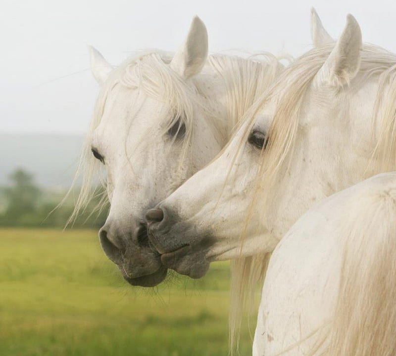 Horse kiss, white, horse, kiss, couple, horses, HD wallpaper | Peakpx