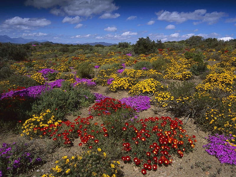 Desert Flowers, red, colorful, desert, beautiful flowers, blue sky, pink, HD wallpaper
