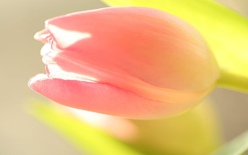 Pink Tulip, view, flower, nature, pink, tulip, HD wallpaper