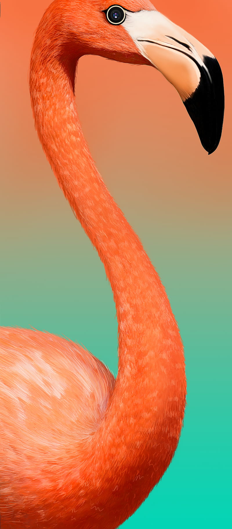 Swan, orange, red, HD phone wallpaper
