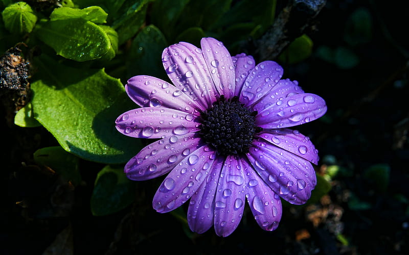 violet daisy macro, violet flowers, violet marguerite, beautiful flowers, Bellis perennis, daisy, HD wallpaper
