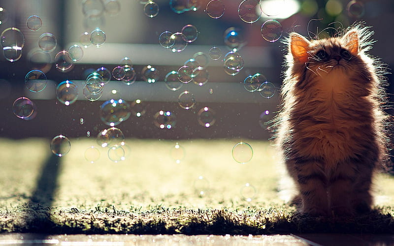 Cat Soap Bubble-Animal World, HD wallpaper