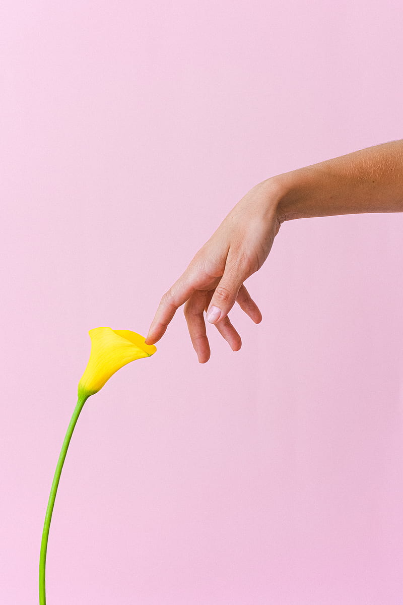 Crop anonymous female touching tender yellow arum lily flower against light pink background in studio, HD phone wallpaper