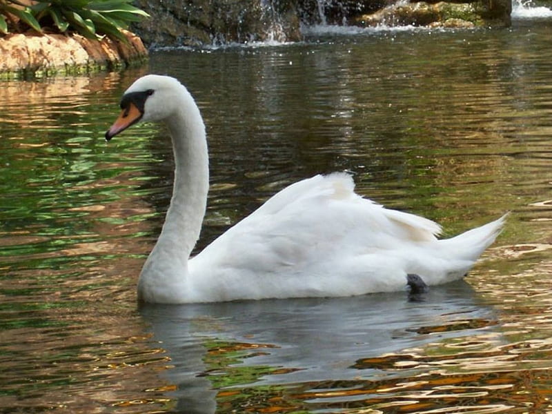 Swan on the lake, white swan, waterfall, bird, lake, HD wallpaper