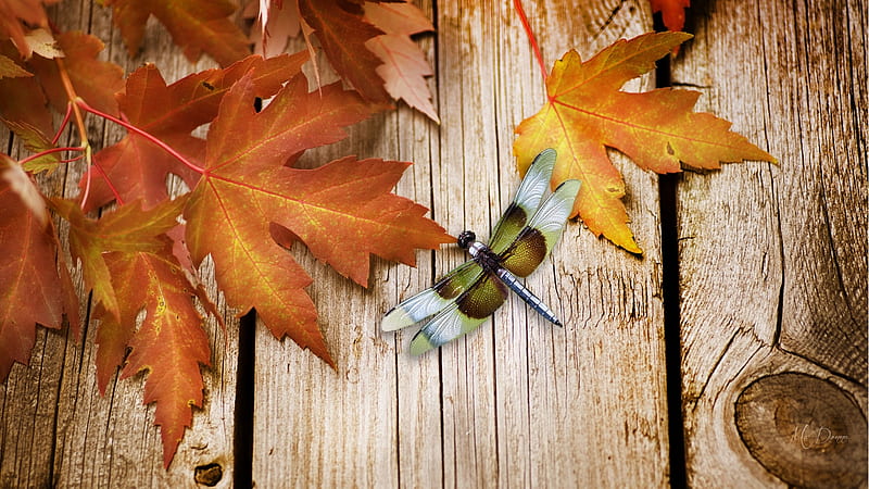 Dragonfly Fall, fall, autumn, leaves, dragonfly, boards, wood, HD wallpaper