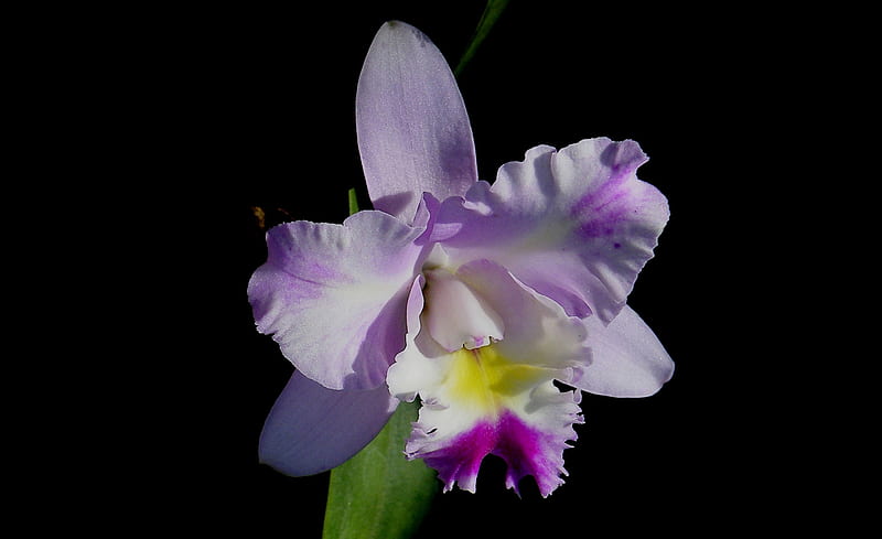 Orchid, makro, nature, petal, flower, HD wallpaper