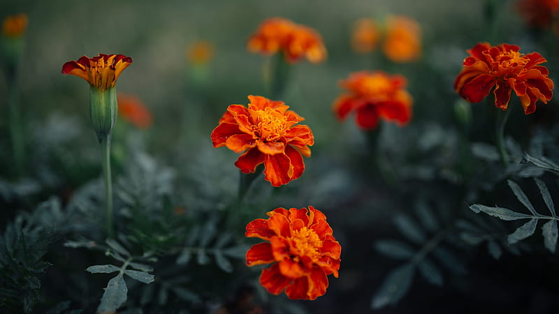 Orange Chrysanthemum Flowers Green Leaves Blur Background Flowers, HD  wallpaper | Peakpx