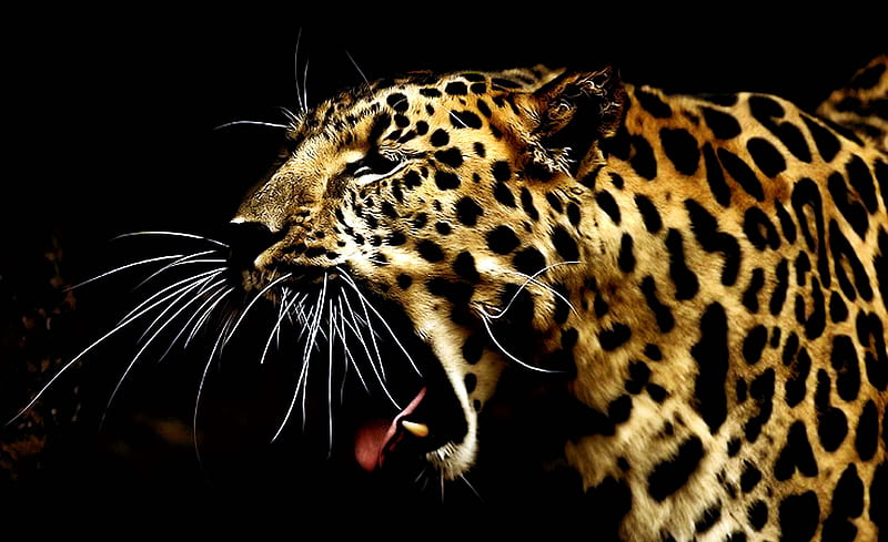 Roar, leopard, wild, black, nature, bonito, animal, HD wallpaper