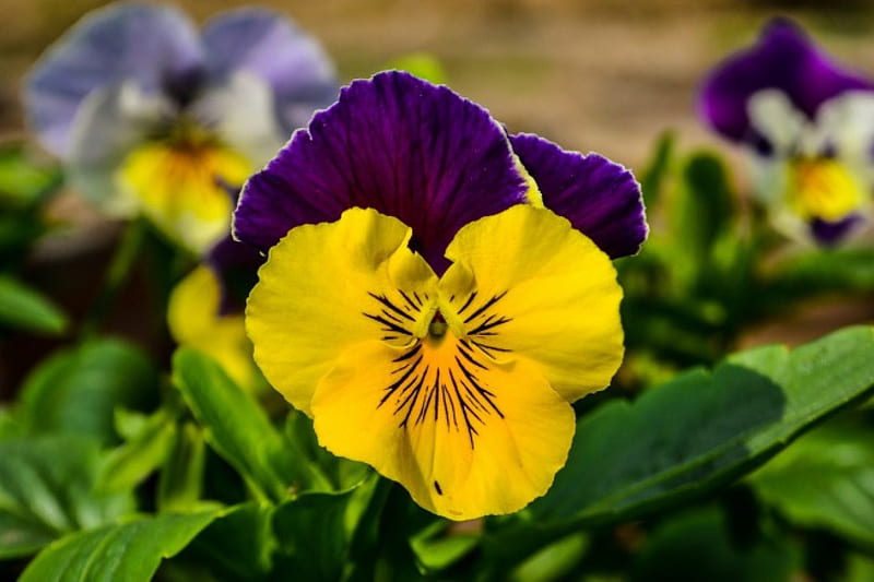 Amazing pansy, yellow-purple, pansies, flowers, garden, nature, HD wallpaper