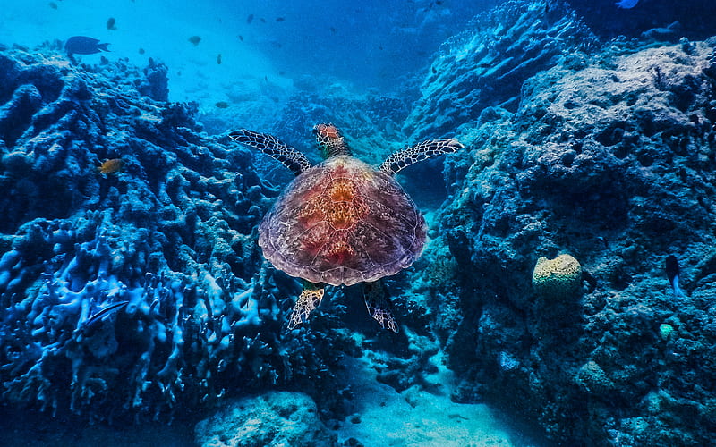 Sea turtle, Chelonioidea, marine turtles, Hawksbill sea turtle, Indo-Pacific, turtle underwater, corals, HD wallpaper