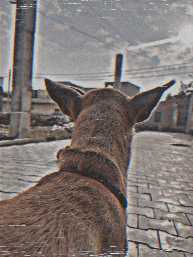 Dog, delhi, indian dog, stary dog, street dog, strret, HD phone wallpaper