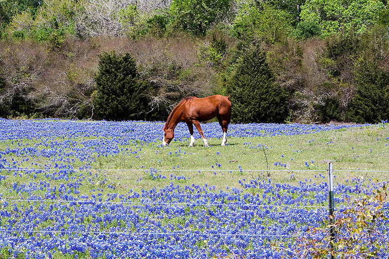 horse and bluebonnets, horse, bluebonnets, wild, meadow, HD wallpaper