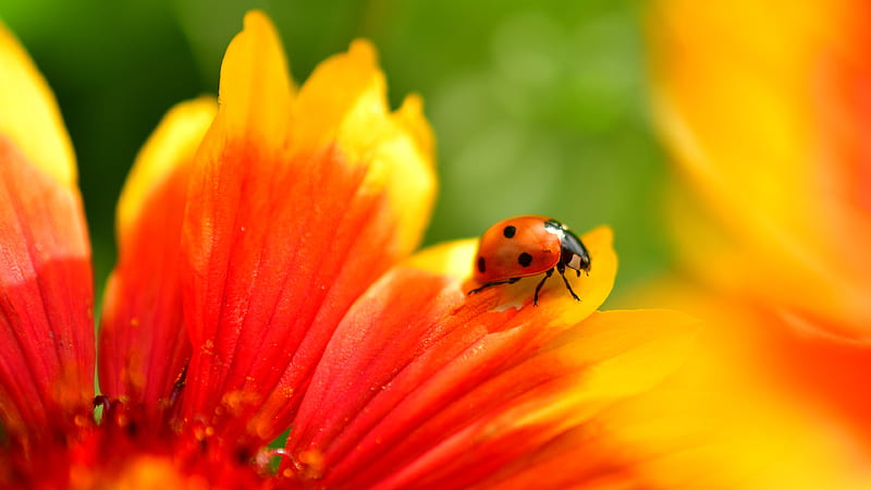 Animal, Ladybug, Beetle, Flower, Gaillardia, Macro, HD wallpaper