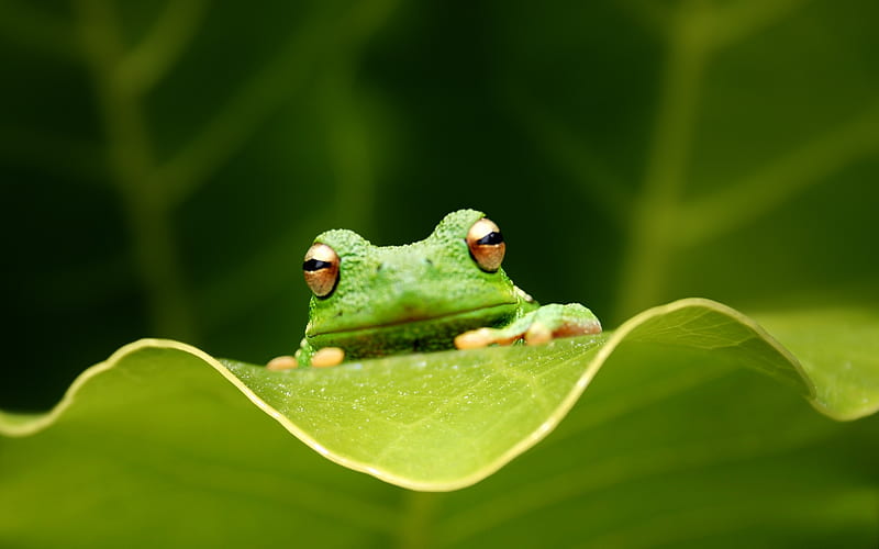 peekaboo, frog, face, animal, leaf, HD wallpaper