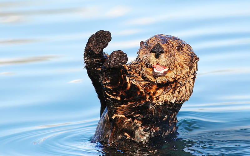 Otter, cute, water, swim, animal, HD wallpaper | Peakpx