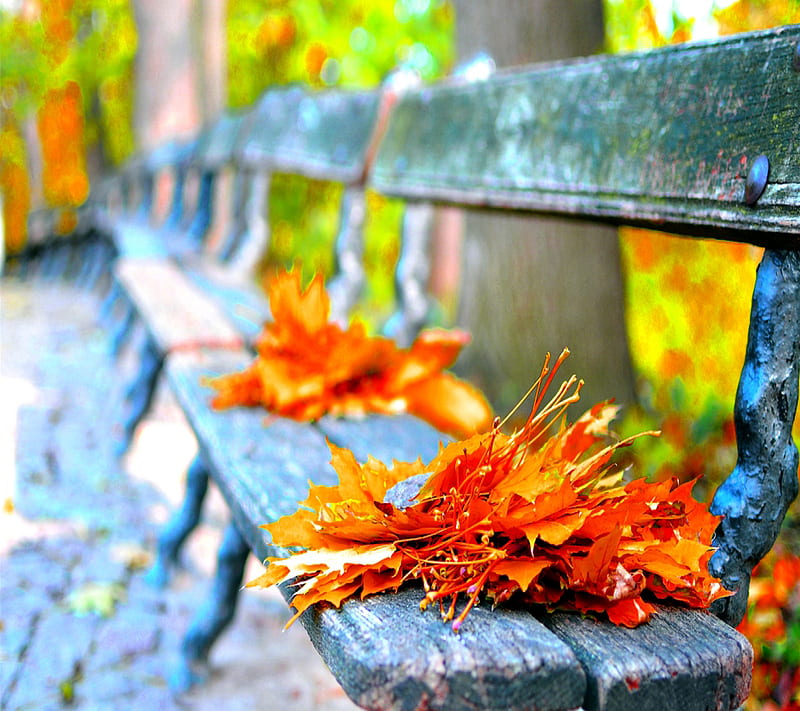 Fallen Leaves, autumn, cool, leaves, lovely, nature, winter, HD wallpaper