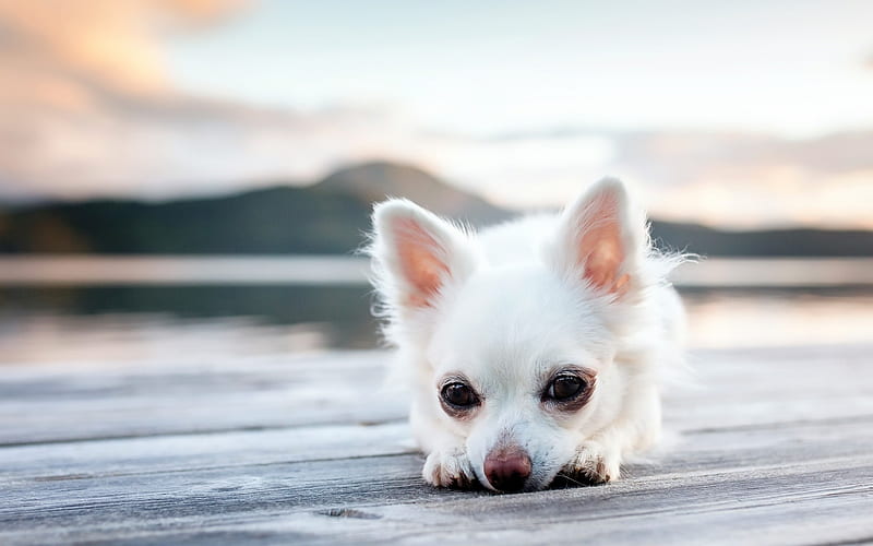 little white chihuahua, white puppy, funny dog, cute little animals, dogs, chihuahua, puppies, HD wallpaper