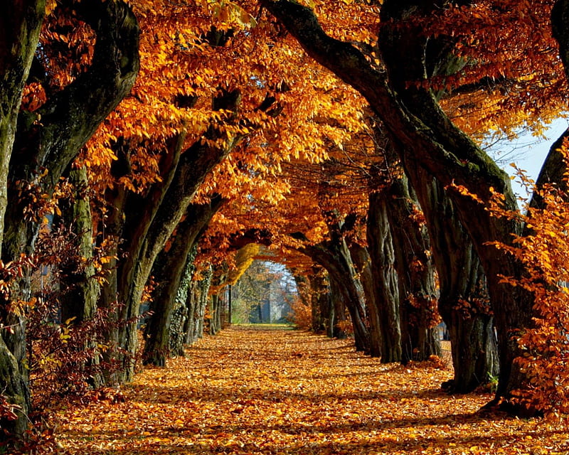 Autumn Walk Autumn Path Nature Walk Trees Hd Wallpaper Peakpx