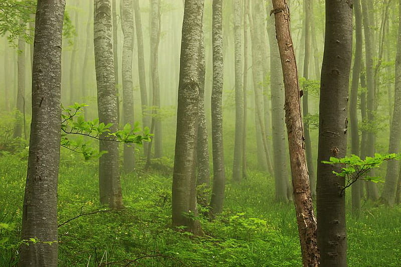 Mystic forest, forest, nature, mystic, bulgaria, HD wallpaper | Peakpx