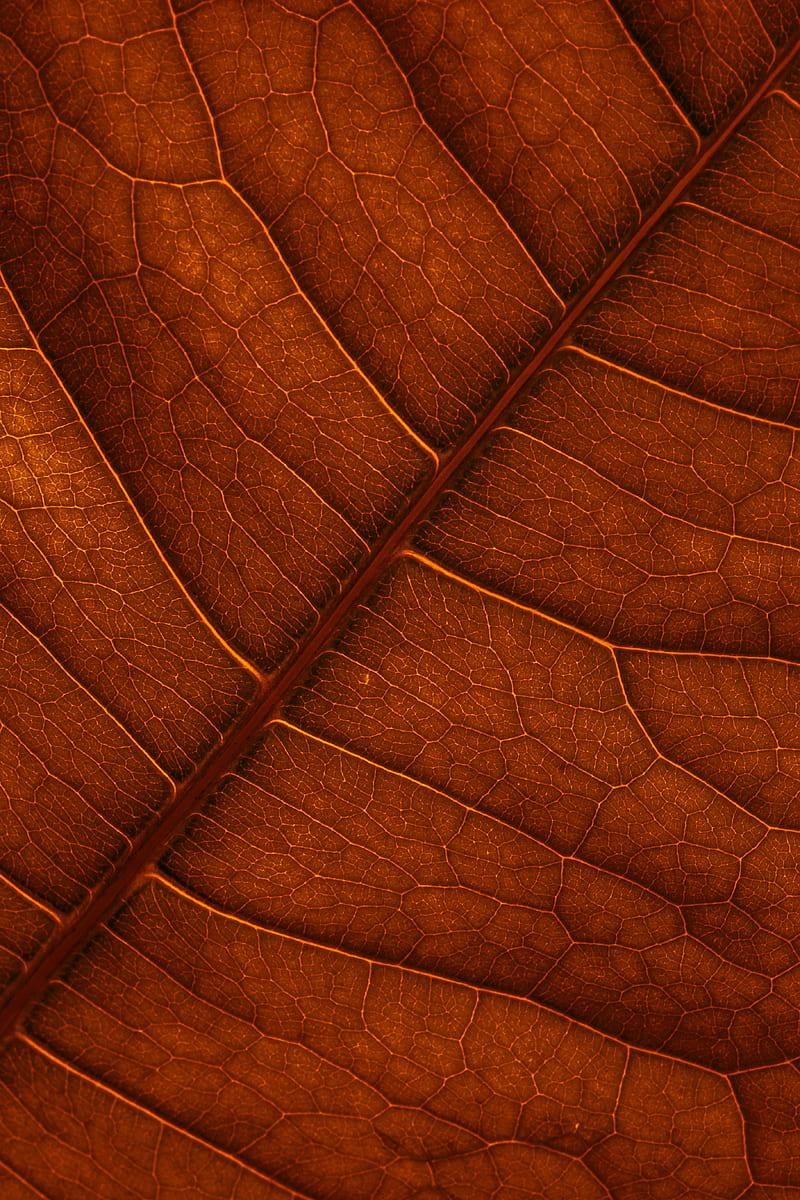 leaf, veins, macro, structure, brown, HD phone wallpaper