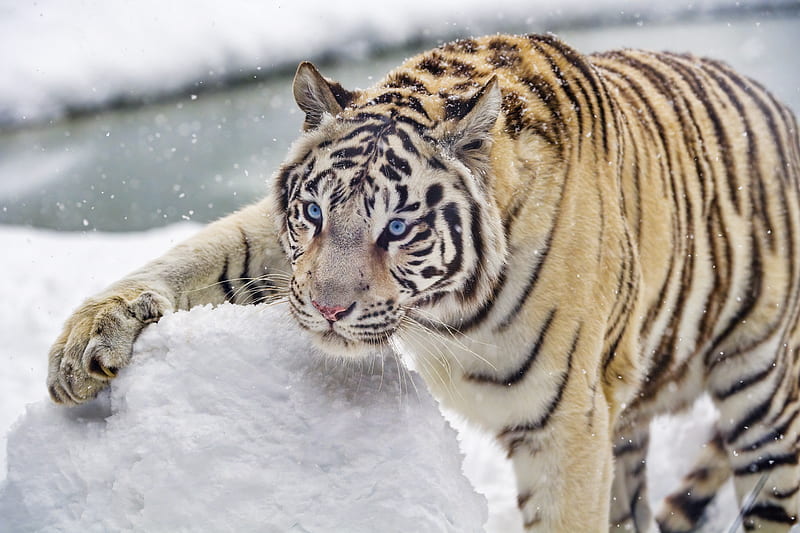 bengal tiger, tiger, snow, winter, big cat, white, HD wallpaper