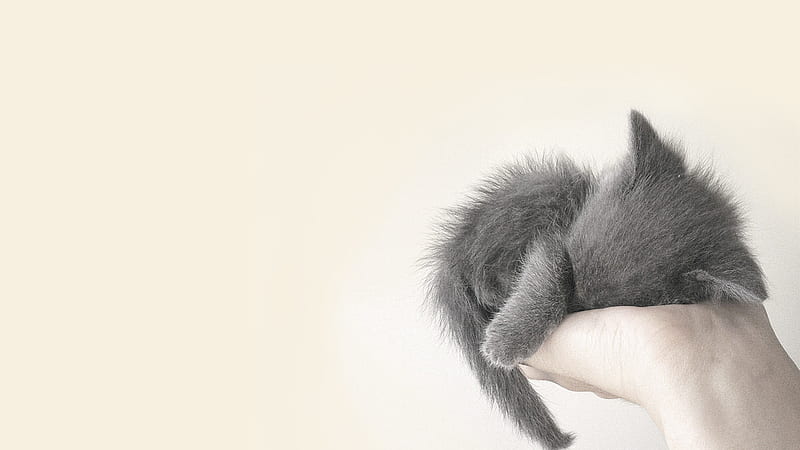 Gray Kitten Is Sleeping On Hand Kitten, HD wallpaper