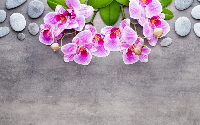 concrete background with pink orchids, concrete texture, orchids, round stones, pink orchids, HD wallpaper