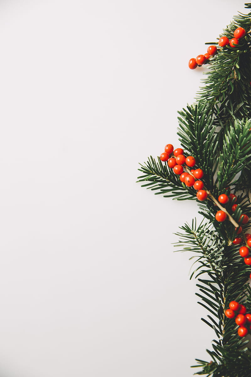 christmas, white background, pine cone, HD phone wallpaper