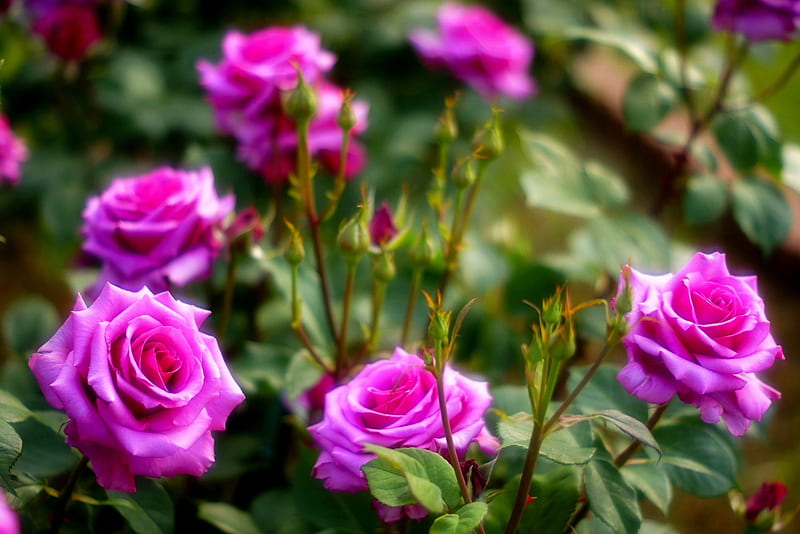 SPRING ROSES, garden, nature, spring, roses, HD wallpaper | Peakpx