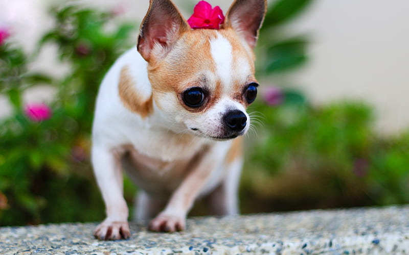 Chihuahua, flower, dogs, small chihuahua, close-up, cute animals, pets, Chihuahua Dog, HD wallpaper