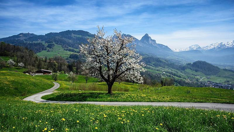 Blooming Tree, mountains, nature, spring, sky, road, trees, meadow, grassland, HD wallpaper