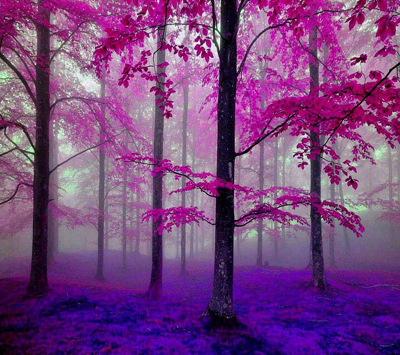 Autumn in pink purpl, in pink purple, HD wallpaper | Peakpx