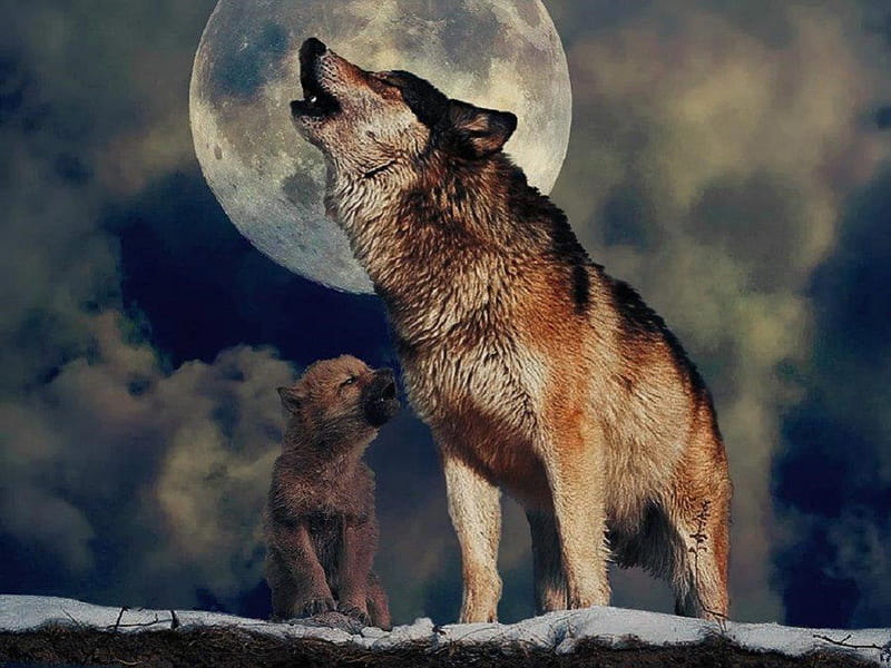 Mom Teaching Pup to Howl, moon, wolf, pup, animals, dogs, HD wallpaper